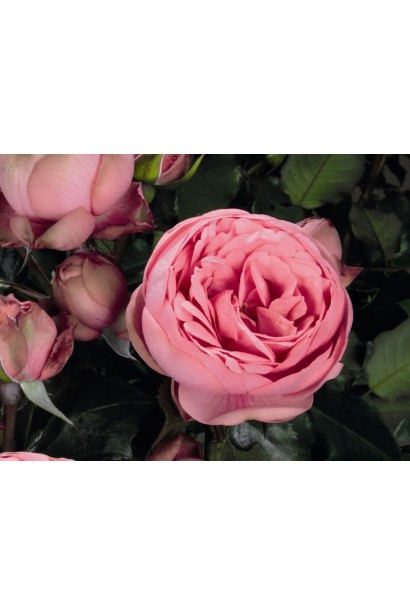 Троянда Хеппі Піано - кулясті півонієподібні бутони